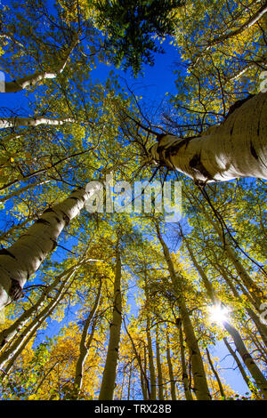 Fogliame autunnale aspen alberi, Absaroka Ranch, Wyoming. Foto Stock