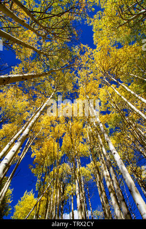 Fogliame autunnale aspen alberi, Absaroka Ranch, Wyoming. Foto Stock