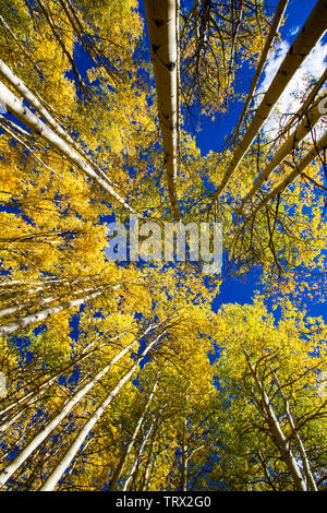 Fogliame autunnale aspen alberi, Absaroka Ranch, Wyoming. Foto Stock
