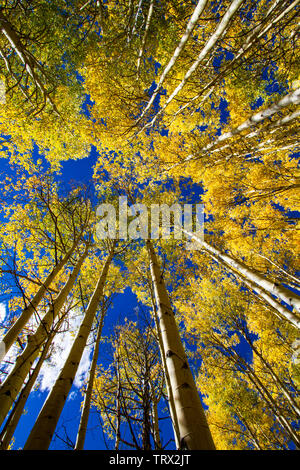 Fogliame autunnale aspen alberi, Absaroka Ranch, Wyoming. Foto Stock