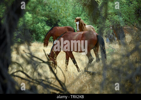 Cavalli selvaggi vagano per il Tonto National Forest in Arizona. Foto Stock