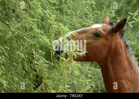 Cavalli selvaggi vagano per il Tonto National Forest in Arizona. Foto Stock