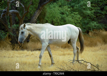 Cavalli selvaggi vagano per il Tonto National Forest in Arizona. Foto Stock