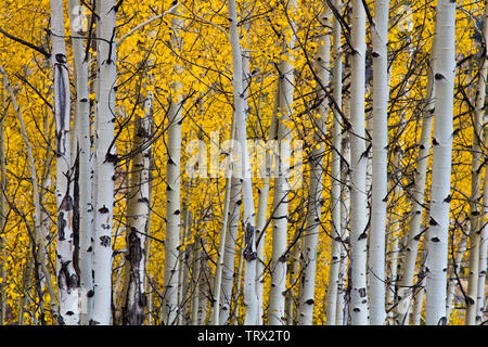 Fogliame autunnale aspen alberi, Absaroka Ranch, Wyoming. Foto Stock