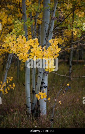 Fogliame autunnale aspen alberi, Absaroka Ranch, Wyoming. Foto Stock