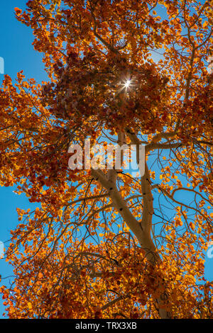 Fogliame autunnale aspen alberi, Absaroka Ranch, Wyoming. Foto Stock