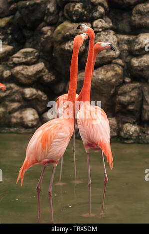 Fenicottero maggiore (Phoenicopterus ruber è rara negli Stati Uniti. Trovato su estese velme, rovistando in acque poco profonde. Foto Stock