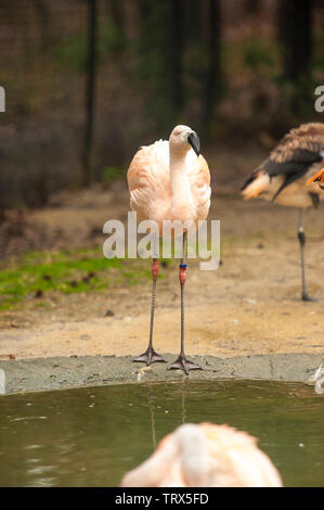 Flamingo cileni (Phoenicopterus chilensis) sorge in acque poco profonde in Sylvan Bird Park, Scozia collo, NC. Questo uccello ha gambe grigio con giunti di rosa un Foto Stock