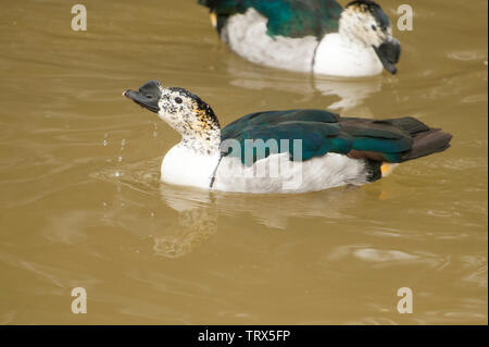 Anatra muta (Cairina moschata) stand in erba corta nei pressi di un laghetto. Si tratta di un raro uccello selvatico. Essi sono comuni in parchi e fattorie. Foto Stock