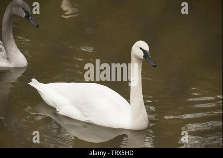 Due adulti trombettista bianco cigni seguita da un teenager Trumpeter Swan (Cygnus buccinatore). nuotare in un stagno. Foto Stock