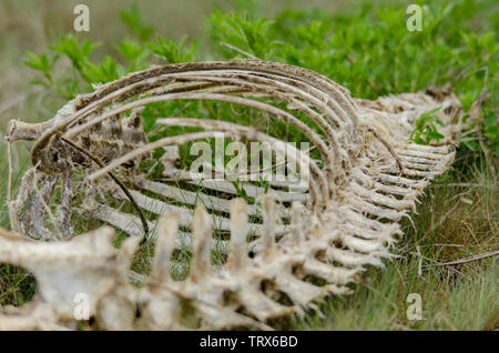 Guardando attraverso la carcassa animale gabbia toracica Foto Stock