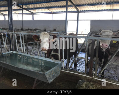 Vacca di acqua potabile nella farm barn Foto Stock