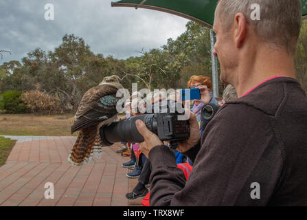 Kookaburra appollaiato sulla lente della fotocamera Foto Stock