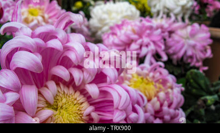 Crisantemi, o mamme o chrysanths, la fioritura delle piante del genere crisantemo nella famiglia Asteraceae. Di colore rosa chiaro, vicino. Foto Stock