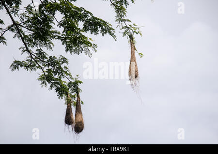 Il oropendolas vivono in colonie e costruito la loro a sacco di nidi di alberi di alto fusto. Foto Stock