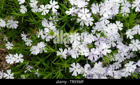 Phlox fioriture nei toni del bianco e del viola chiaro. Un tipo di fiore con 5 a forma di cuore petali. Foto Stock