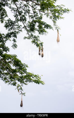 Il oropendolas vivono in colonie e costruito la loro a sacco di nidi di alberi di alto fusto. Foto Stock