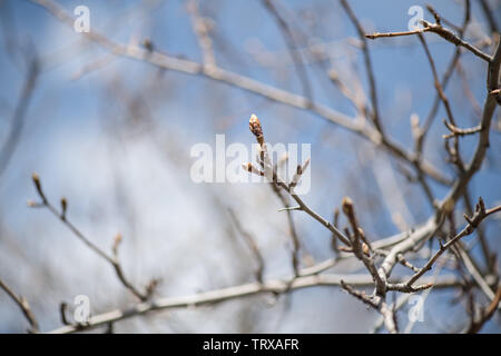 I giovani germogli su un ramo di un albero da frutta pera in primavera close-up. Fotografia orizzontale Foto Stock