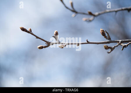 I giovani germogli su un ramo di un albero da frutta pera in primavera close-up. Fotografia orizzontale Foto Stock