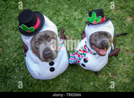 Due cani vestito in Natale pupazzi di neve costumi Foto Stock