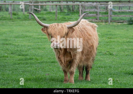 Un singolo dalle lunghe corna di bovini highland mucca rappresenta nel prato a fissare la fotocamera Foto Stock