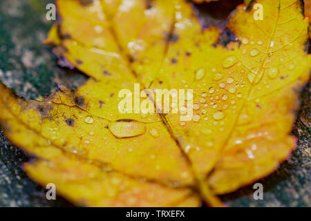 Foto macro di un acero giallo lasciare sulla terra sotto la pioggia coperti in gocce di pioggia Foto Stock