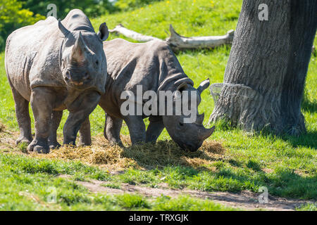 Rinoceronte nero (Diceros simum) femmina con i capretti, lo zoo di Chester Cheshire England Regno Unito. Maggio 2019 Foto Stock