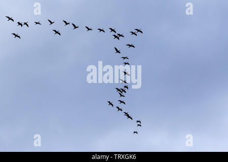 Gregge di grande cormorani neri in volo in un cielo nuvoloso Foto Stock