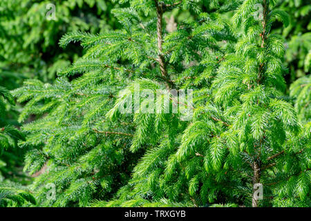 Plantation in Europa di alta qualità di alberi di Natale, molti verde abete Nordmann Foto Stock