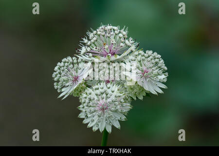 Ripresa macro di fiori bianchi di astrantia major che mostra molti dettagli come i pistilli e il polline Foto Stock