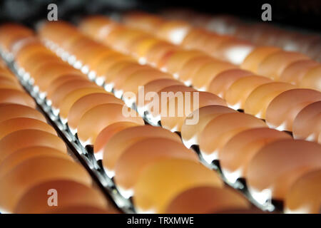 Uova da allevamento di polli nel pacchetto Foto Stock