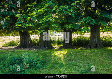 Quattro Ippocastano (Aesculus hippocastanum) in un campo su un inizio di mattina d'estate. Foto Stock