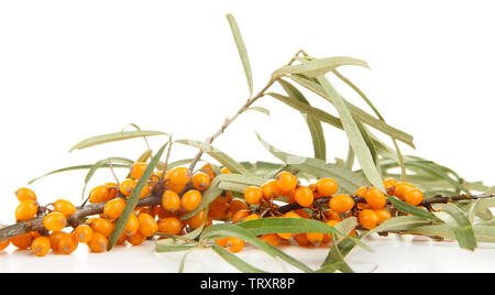 Ramo di bacche di olivello spinoso isolato su bianco Foto Stock