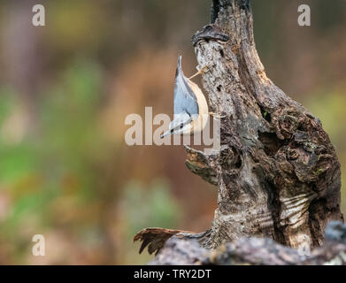 Picchio muratore su albero in pioggia nel bosco in inglese. Foto Stock