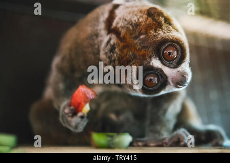 Slow Loris scimmia. Laurie, la piccola scimmia, con grandi occhi rotondi con la sorpresa di emozione sul suo volto. Foto Stock