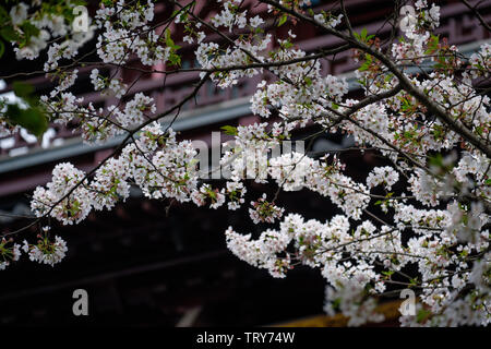 Fiori Ciliegio al tempio Hanshan a Suzhou Foto Stock