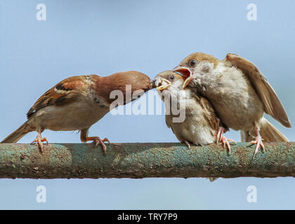 Un passero che alimenta la sua pulcini. Foto Stock