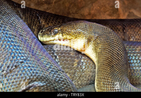 Closeup Macklot's o Python Python freckled nella grotta Foto Stock