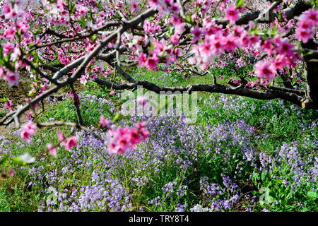 Peach Blossom mare in città Dahuashan, Pinggu District, Pechino Foto Stock