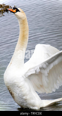 Un bel maschio Cigno e permanente Preening stesso su un Sandbank in Budle Bay Riserva Naturale vicino Bamburgh Northumberland England Regno Unito Foto Stock