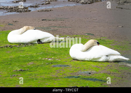 Una coppia di adulti Cigni dormire su un Sandbank in Budle Bay di Lindisfarne Riserva Naturale Nazionale vicino Bamburgh Northumberland England Regno Unito Foto Stock