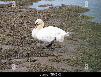 Un bel maschio Cigno e permanente Preening stesso su un Sandbank in Budle Bay Riserva Naturale vicino Bamburgh Northumberland England Regno Unito Foto Stock