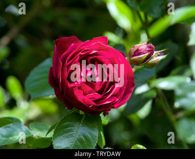 Rose illusione Foto Stock