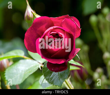 Rose illusione Foto Stock