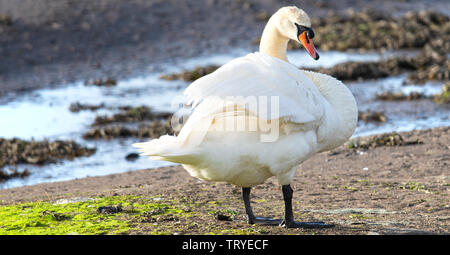 Un bel maschio Cigno e permanente Preening stesso su un Sandbank in Budle Bay Riserva Naturale vicino Bamburgh Northumberland England Regno Unito Foto Stock