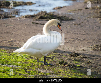 Un bel maschio Cigno e permanente Preening stesso su un Sandbank in Budle Bay Riserva Naturale vicino Bamburgh Northumberland England Regno Unito Foto Stock