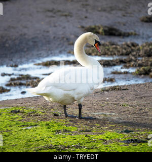 Un bel maschio Cigno e permanente Preening stesso su un Sandbank in Budle Bay Riserva Naturale vicino Bamburgh Northumberland England Regno Unito Foto Stock