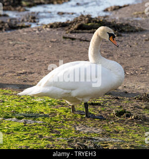 Un bel maschio Cigno e permanente Preening stesso su un Sandbank in Budle Bay Riserva Naturale vicino Bamburgh Northumberland England Regno Unito Foto Stock