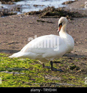 Un bel maschio Cigno e permanente Preening stesso su un Sandbank in Budle Bay Riserva Naturale vicino Bamburgh Northumberland England Regno Unito Foto Stock