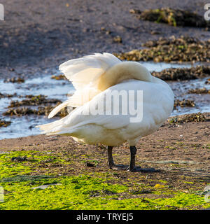 Un bel maschio Cigno e permanente Preening stesso su un Sandbank in Budle Bay Riserva Naturale vicino Bamburgh Northumberland England Regno Unito Foto Stock